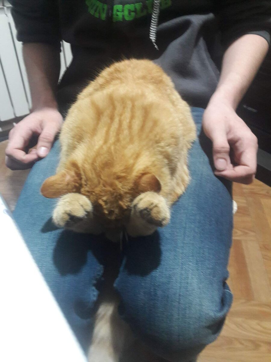 Тихо! Боня спит. Фото автора