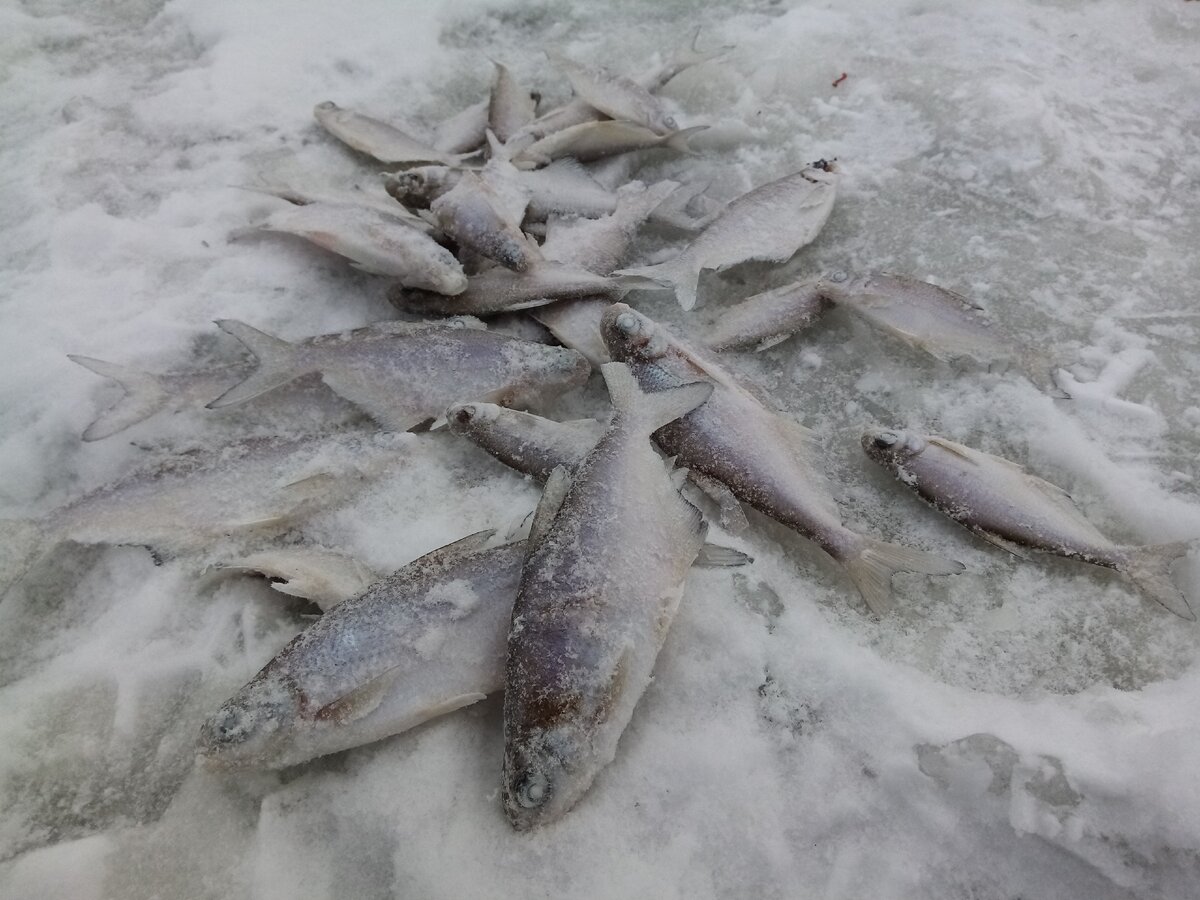 Зимняя рыбалка в Беларуси