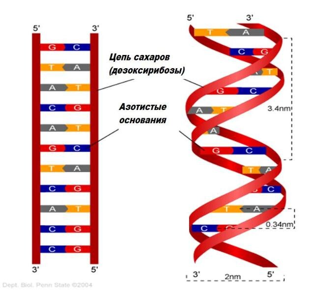 Полинуклеотидная цепь ДНК