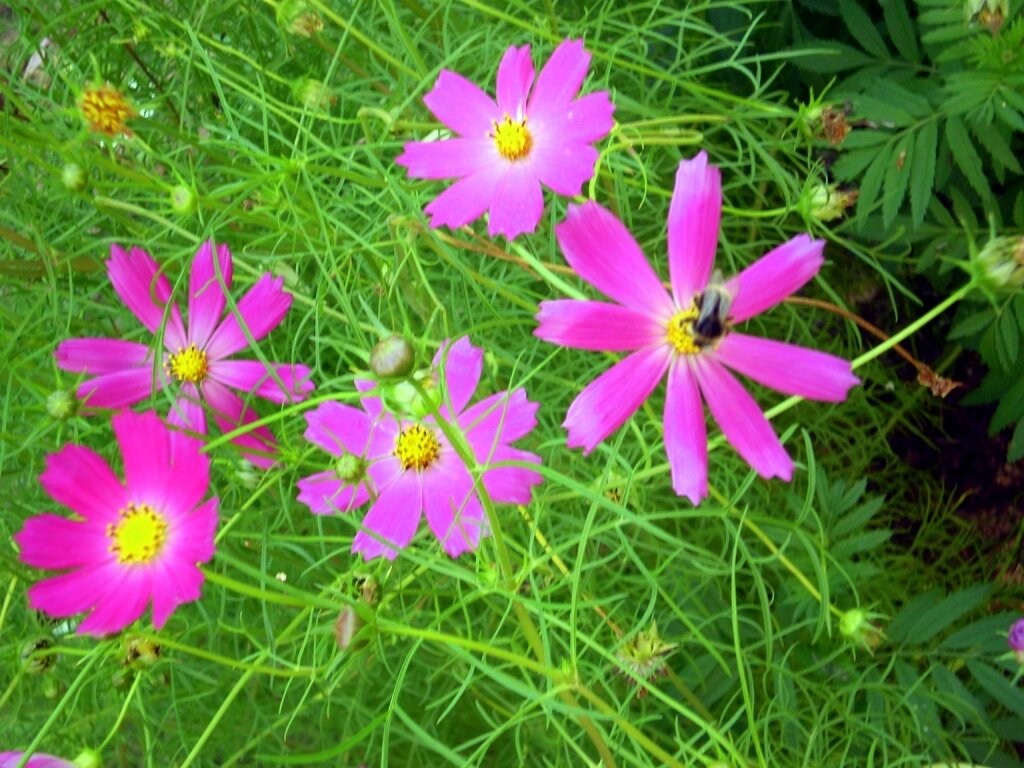 Иногда, чтобы восстановить душевное равновесие и успокоиться, достаточно замолчать, взглянуть на зелень или на цветы (фото автора)