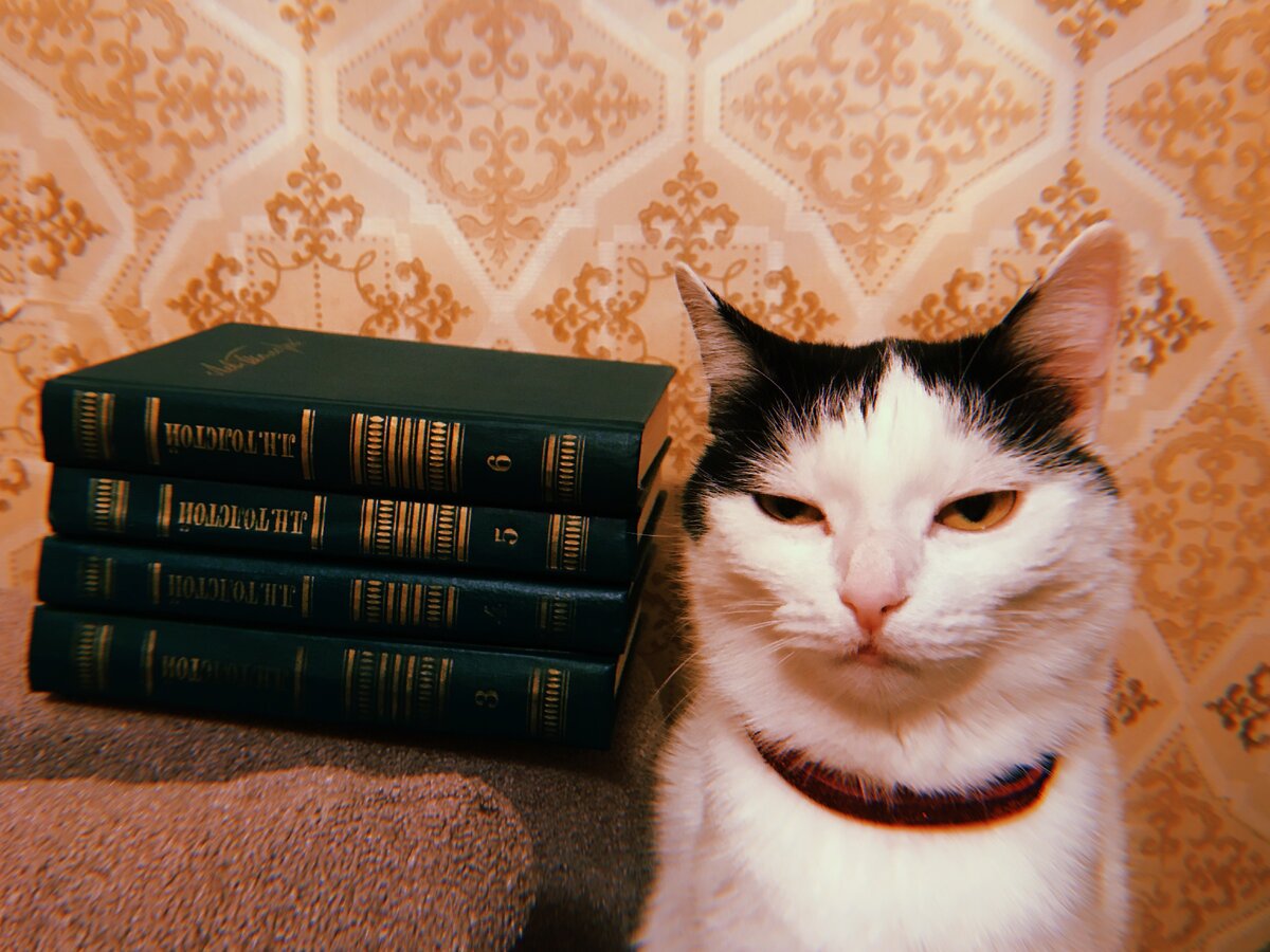 Даже кошке эти споры не нравятся :)