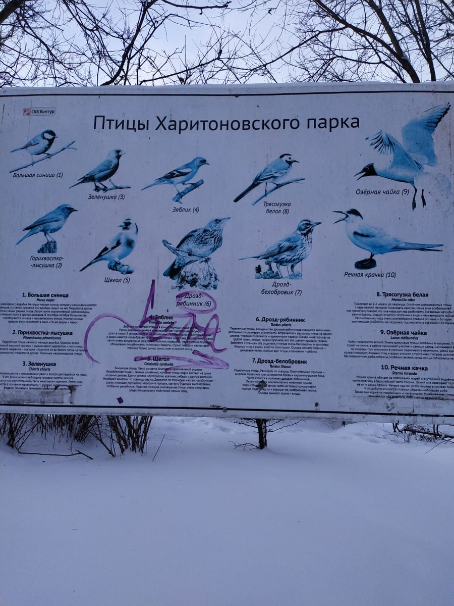 Большая синица, зеленушка, озерная чайка, трясогузка, дрозды...