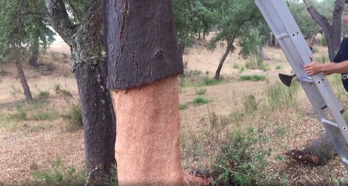 Пара подготовленных мужчин могут целиком содрать кору с дерева за 10 минут