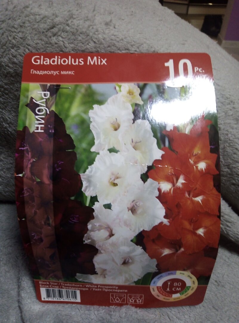 Гладиолус. Смесь окрасок.