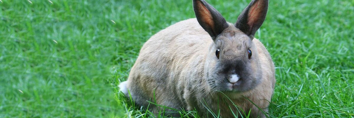 Распространено заблуждение, что кролики относятся к виду грызунов, самые известные представители которого — хомяки. Однако это совсем не так. Ушастые домашние питомцы причисляются к отряду зайцевых. Главное отличие двух групп млекопитающих — расположение зубов. Кроме того, представители заячьего семейства не обладают способностью двигаться в воде. 