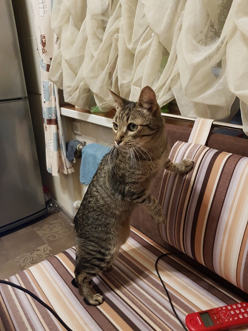 мой котэ