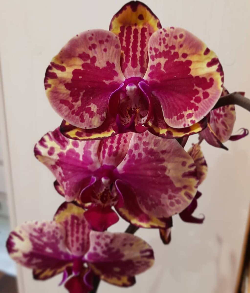 Фаленопсис Акс Рей