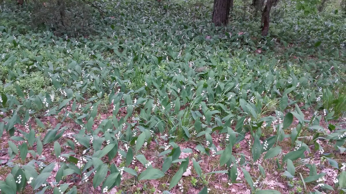 Места у нас красивые. Но в лесу везде ландышевый ковер