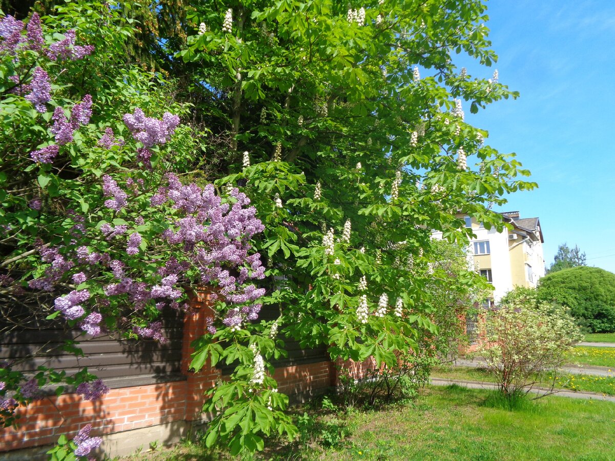 Сирень цветет и рядом свечки каштанов