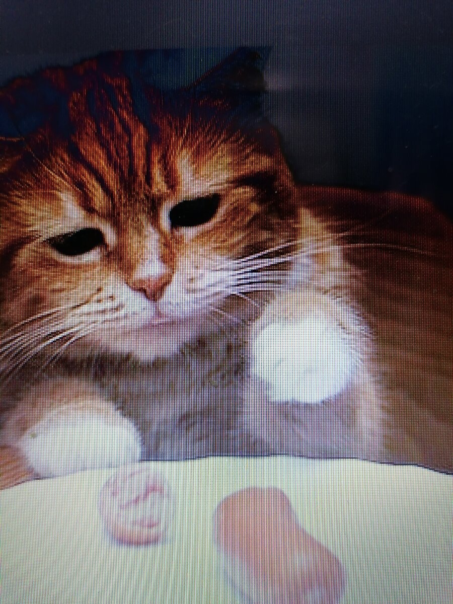 Несчастный котик в роли меня