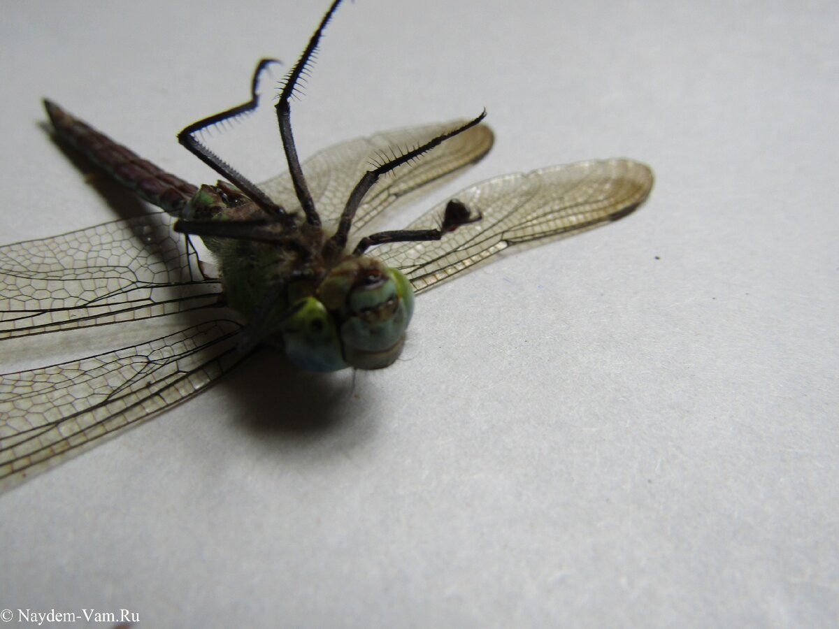 Конечности стрекоз (ноги) состоят из 5 основных частей — тазика, вертлуга, бедра, голени и лапки, которые соединены подвижными суставами. Неподвижно соединены лишь дистальный конец вертлуга и проксимальный конец бедра, сросшиеся друг с другом. Форма ног практически постоянна между представителями; их длина увеличивается от передней пары к задней. Расстояния между парами ног несколько неравные — средняя пара ближе к задней, чем к передней. 
Тазик толще и короче всех остальных частей ноги. Вертлуги, напротив, длинные, с перетяжкой в средней части, гладкие (крайне редко несут шипики). Они сочленены с бедром косо. Бёдра и голени ещё длиннее, но первые несколько толще и короче вторых. Те и другие снабжены по бокам двумя рядами шипиков, направленных книзу. Один ряд разделяет переднюю и нижнюю поверхности голени, а второй — заднюю и нижнюю поверхности бёдер. Длина и густота расположения шипиков у представителей различных групп стрекоз различны. Так, у красоток шипики на бёдрах и голенях равные, а у коромысел и плоскобрюхов первые несколько длиннее последних. Помимо этого, длина и густота шипиков могут различаться на разных парах ног, что служит таксономически важным признаком. Иногда ряды шипиков могут быть двойными (у Cordulegaster) либо даже тройными. Лапка всегда трёхчлениковая, длина её сегментов увеличивается от проксимального к дистальному. На каждом членике располагается по два ряда шипиков. Дистальный членик лапки несёт пару острых раздвоенных коготков с острым зубцом на нижней стороне. Между основаниями коготков имеется небольшой отросток. Все сегменты лапки подвижно сочленены, однако их подвижность ограничивается хитиновыми пластинками и отростками.

