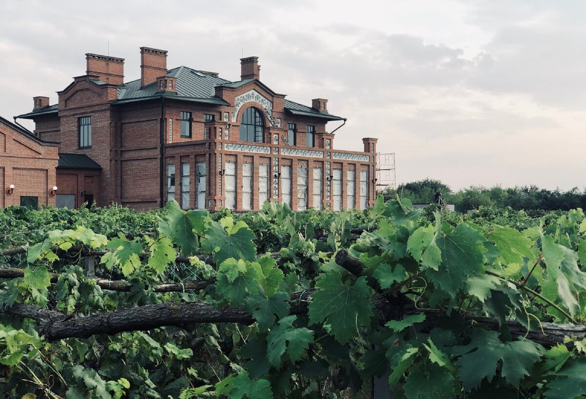 Вина Арпачина