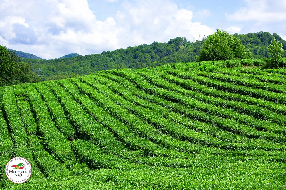 В россии растет чай. Мацеста чайные плантации. Мацеста чай плантации. Чайные плантации Мацеста чай. Краснодарский чай Мацеста плантация.