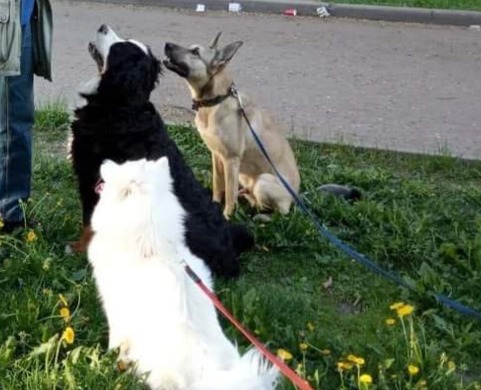 На фото Лаки и его подружки