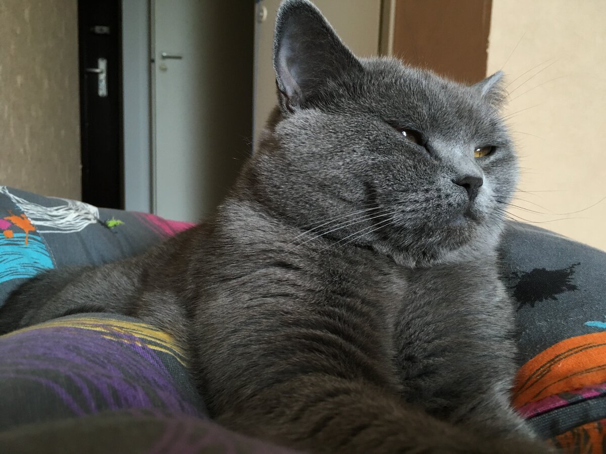 У меня стойкое ощущение, что моя кошка думает обо мне плохо