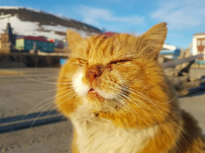 скрин https://zen.yandex.ru/media/id/5d7f80ed78125e00af3589f6/umer-kesha--zvezda-shpicbergena-6026355d215bdf19473b41b2