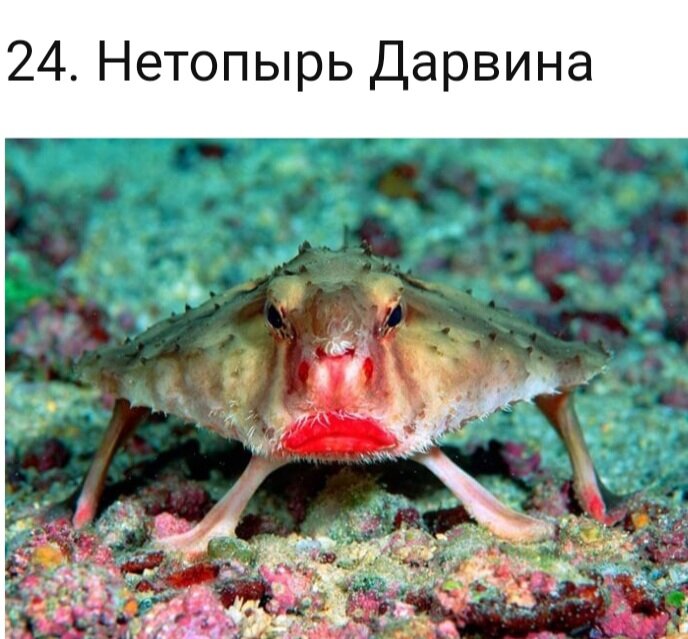 Существа из семейства нетопыревых встречаются в водах вокруг Галапагосских островов. Они ужасные пловцы и вместо этого научились ходить дна океана на своих  лапах 

