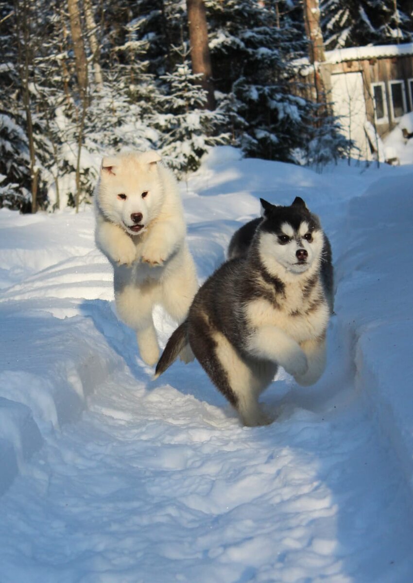 Проблемными могут быть даже такие маленькие щенки, главное не запускать.