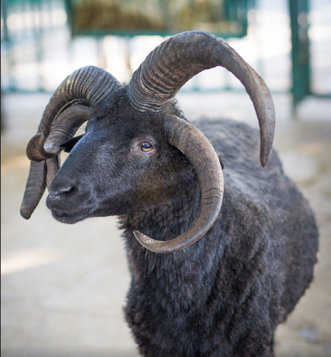 БАРАН С ЧЕТЫРЬМЯ РОГАМИ