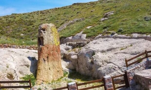 Фото отсюда https://www.theguardian.com/world/2021/feb/25/unique-petrified-tree-up-to-20m-years-old-found-intact-in-lesbos