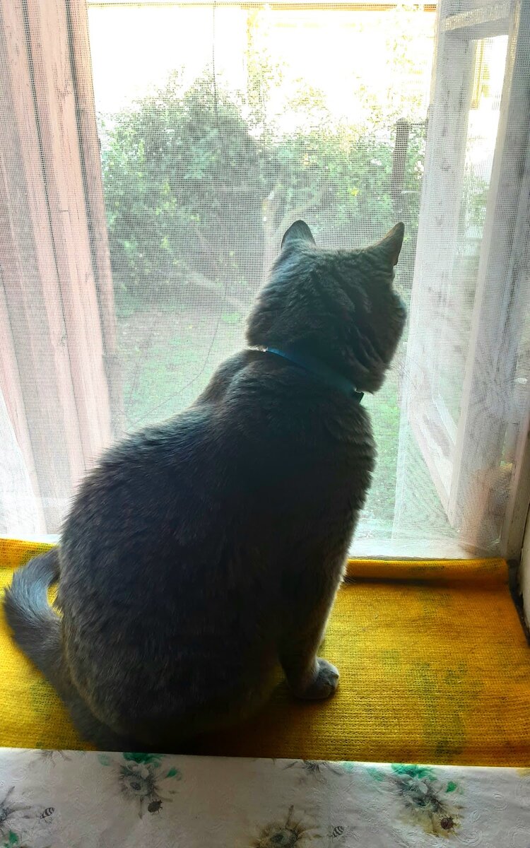 Зато на деревенских окнах есть сетка.