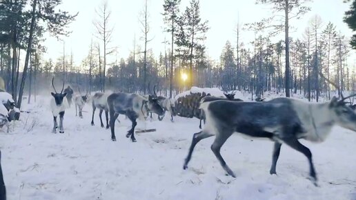 Северные олени в Амурской области