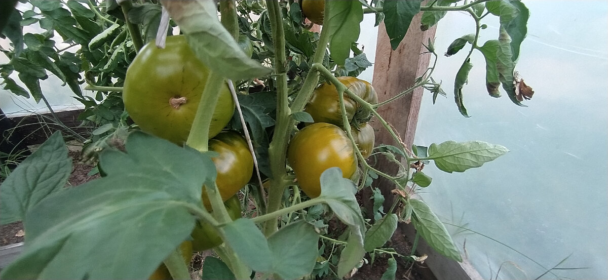 Томат Царевна лягушка.