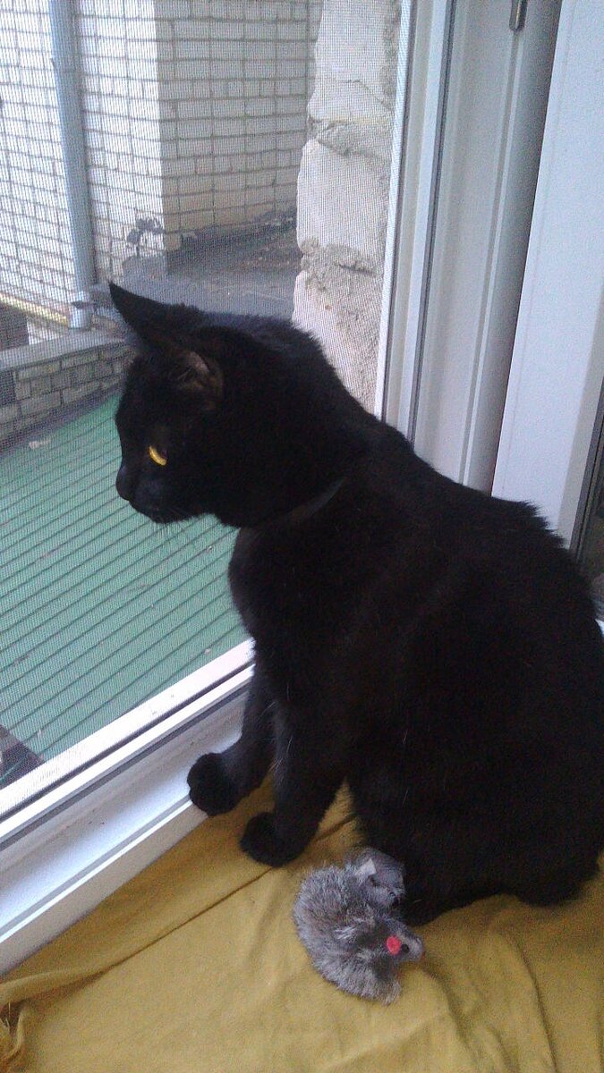 Наша чёрная красавица Бандитка обиделась из-за появления Цветочек в доме.