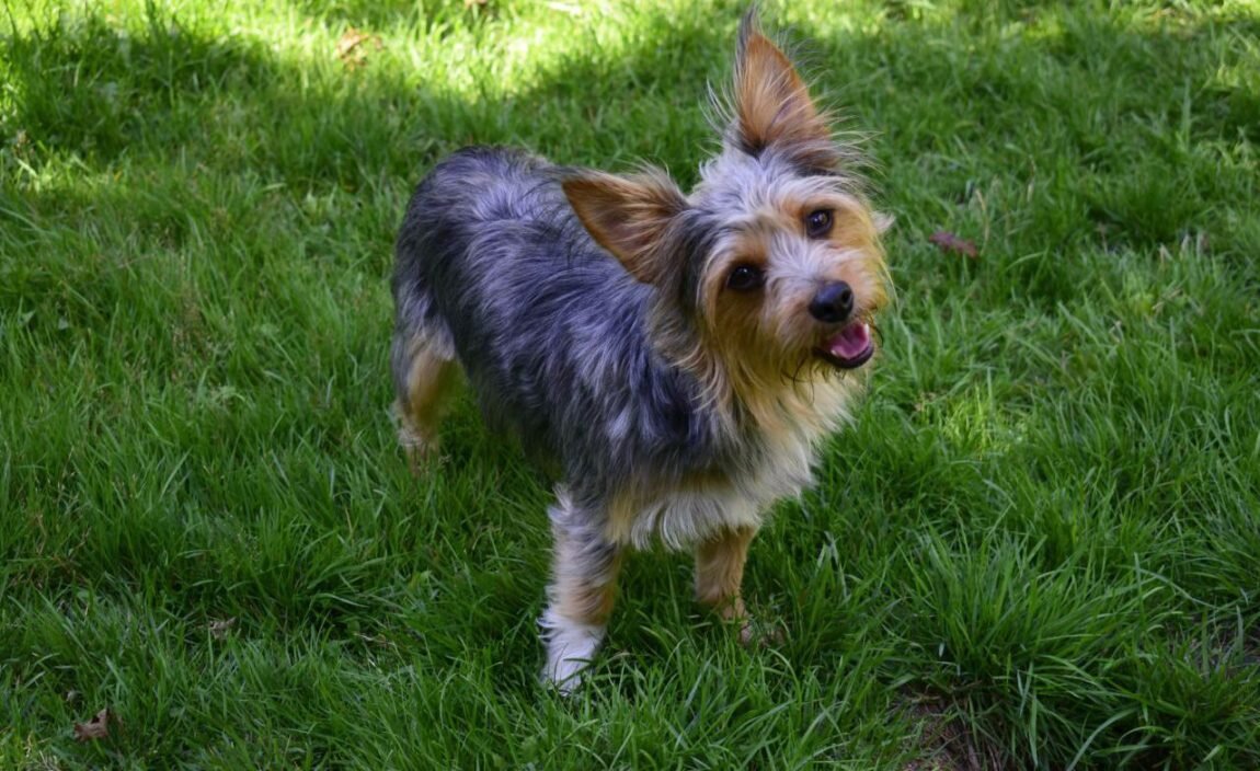 Если замиксовать чихуахуа с йоркширским терьером, то получится вот такая вот милашка!