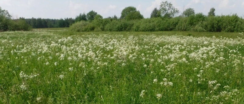 Купырь лесной у Борисова озера при впадении р. Крячевки