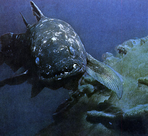 Водный дьявол - целекант.