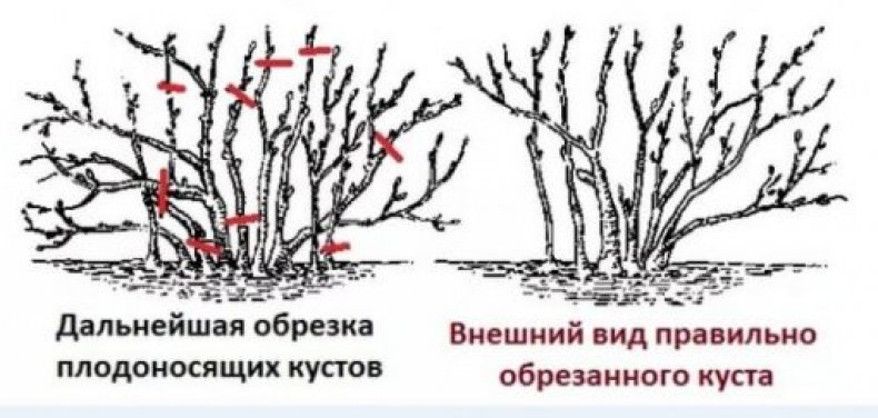 Обрезка крыжовника осенью для начинающих в картинках пошагово