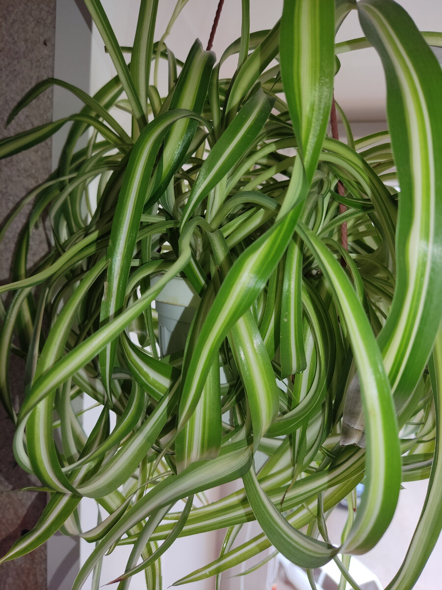 Мой любимый хлорофитум. 