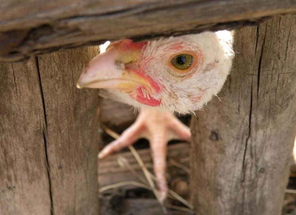 греби отсюда анекдот. говорите отсюда. иди нафиг. уйди отсюда мем. говорите отсюда.