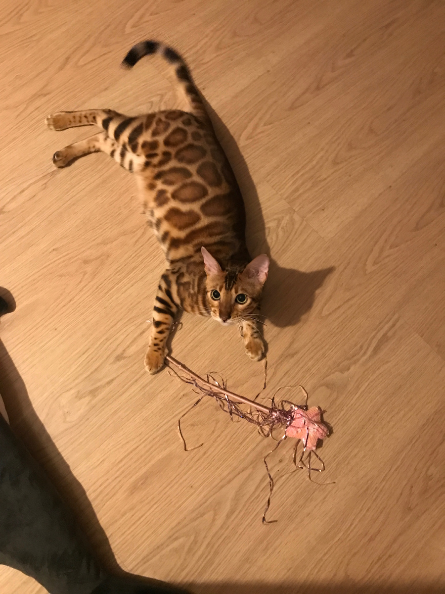 Это он кот волшебница