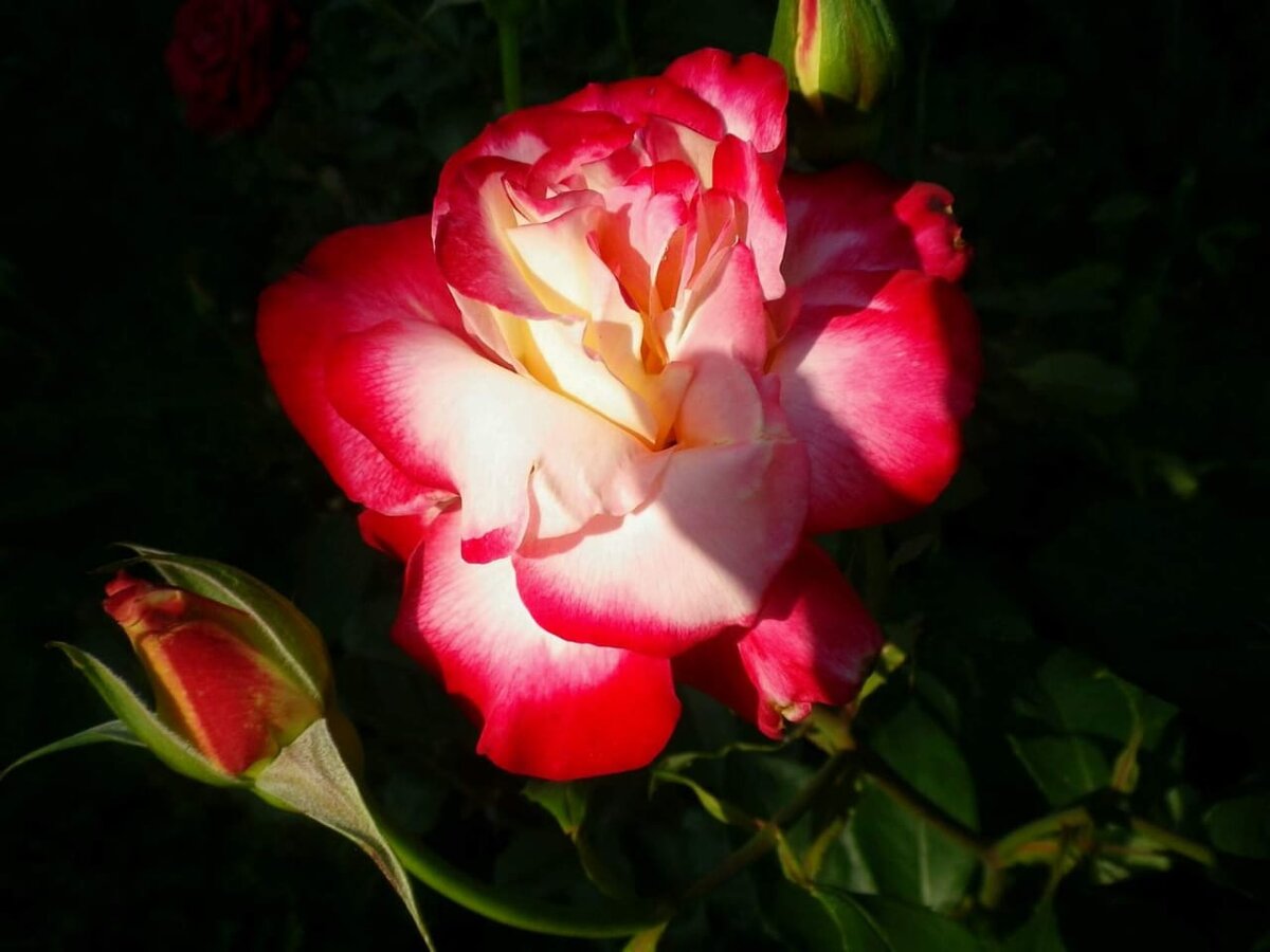 РУСРОЗА розы флорибунды