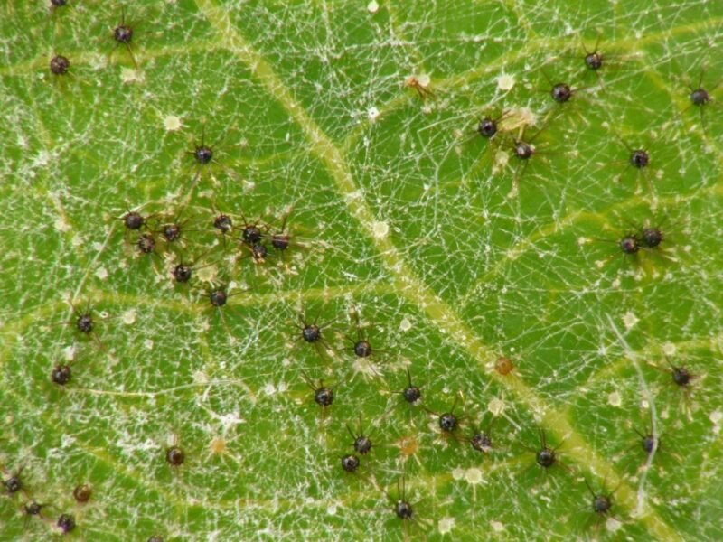 Паутинный клещ на огурцах. . Иллюстрация для статьи используется с сайта 2sotki.ru