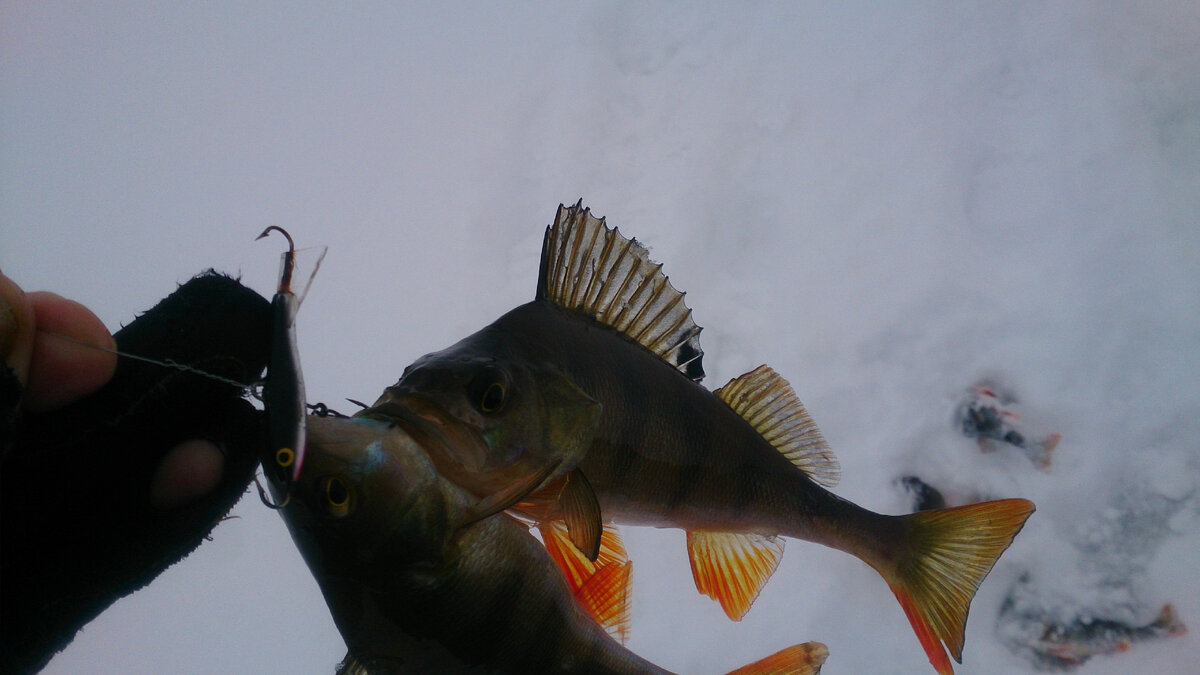 Дуплет на балансир у меня получается  примерно в пять раз чаще чем на блесну