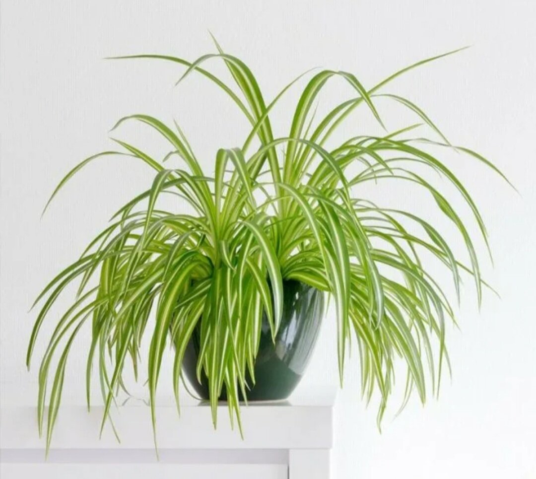 Хлорофитум хохлатый Chlorophytum comosum