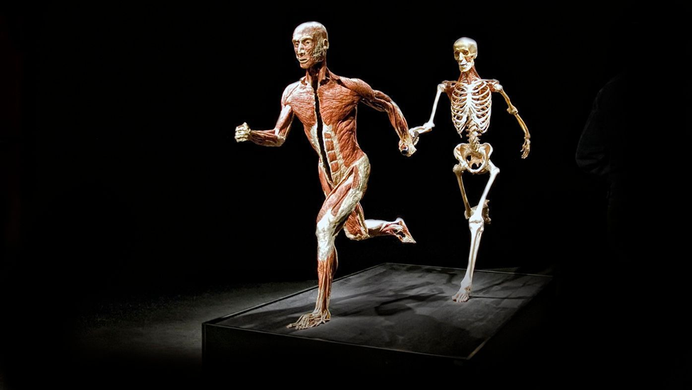 Мир тела Гюнтера фон Хагенса