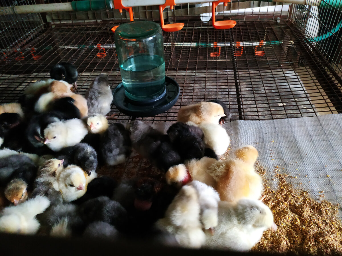 Цыплята в клеточном брудере. Сразу даю корм и воду.