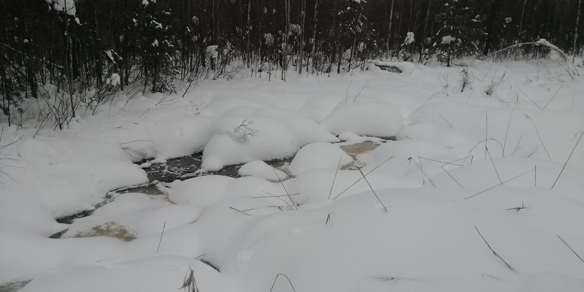 Болота зимой не спят! Фото автора. 