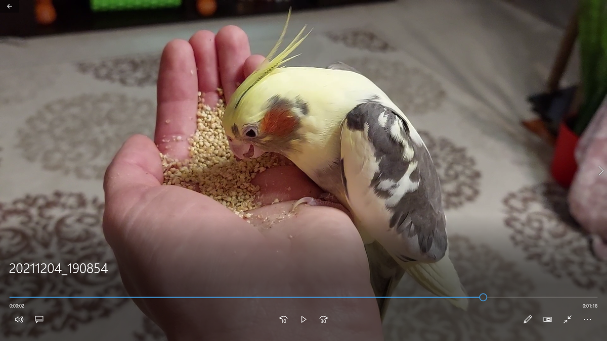 Учим кушать с руки.