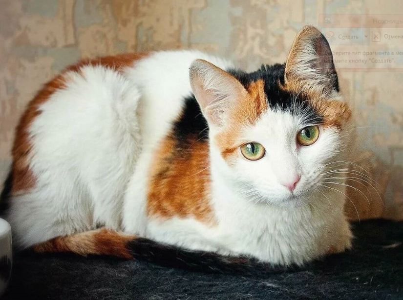 КОШКА ТРЕХЦВЕТНАЯ (фото из интернета, МОИ ФОТО КОНЦА ПРОШЛОГО ВЕКА НЕ СОХРАНИЛИСЬ)