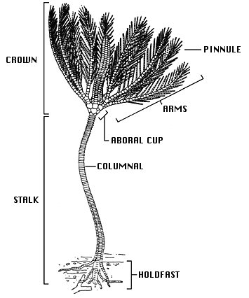 Своё наименование эти существа получили за сходство с цветами, но на самом деле морские лилии не имеют никакого отношения к растениям. Морские лилии(криноидеи) - класс донных животных, входящие в тип иглокожих. Строение тела, как и у всех иглокожих по принципу пятилучевой симметрии. Стебельковые лилии крепятся ко дну с помощью холдфаста, далее наверх идет стебель оканчивающийся кроной.  Наибольшего расцвета достигали в среднем палеозое, когда их насчитывалось свыше 5000 видов, но к концу пермского периода большая их часть вымерла. Подкласс Articulata, к которому относятся все современные морские лилии, известен с триаса. Большая часть современных видов обитает на глубинах до 200 м., но так же есть живущие на глубине 10000 м.