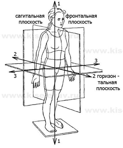 Основные плоскости нашего тела