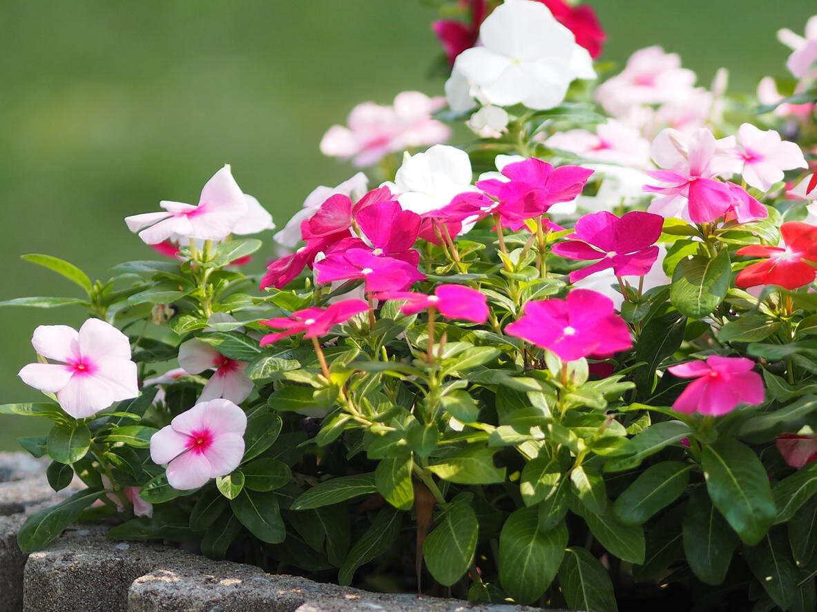 Катарантус (Catharanthus)