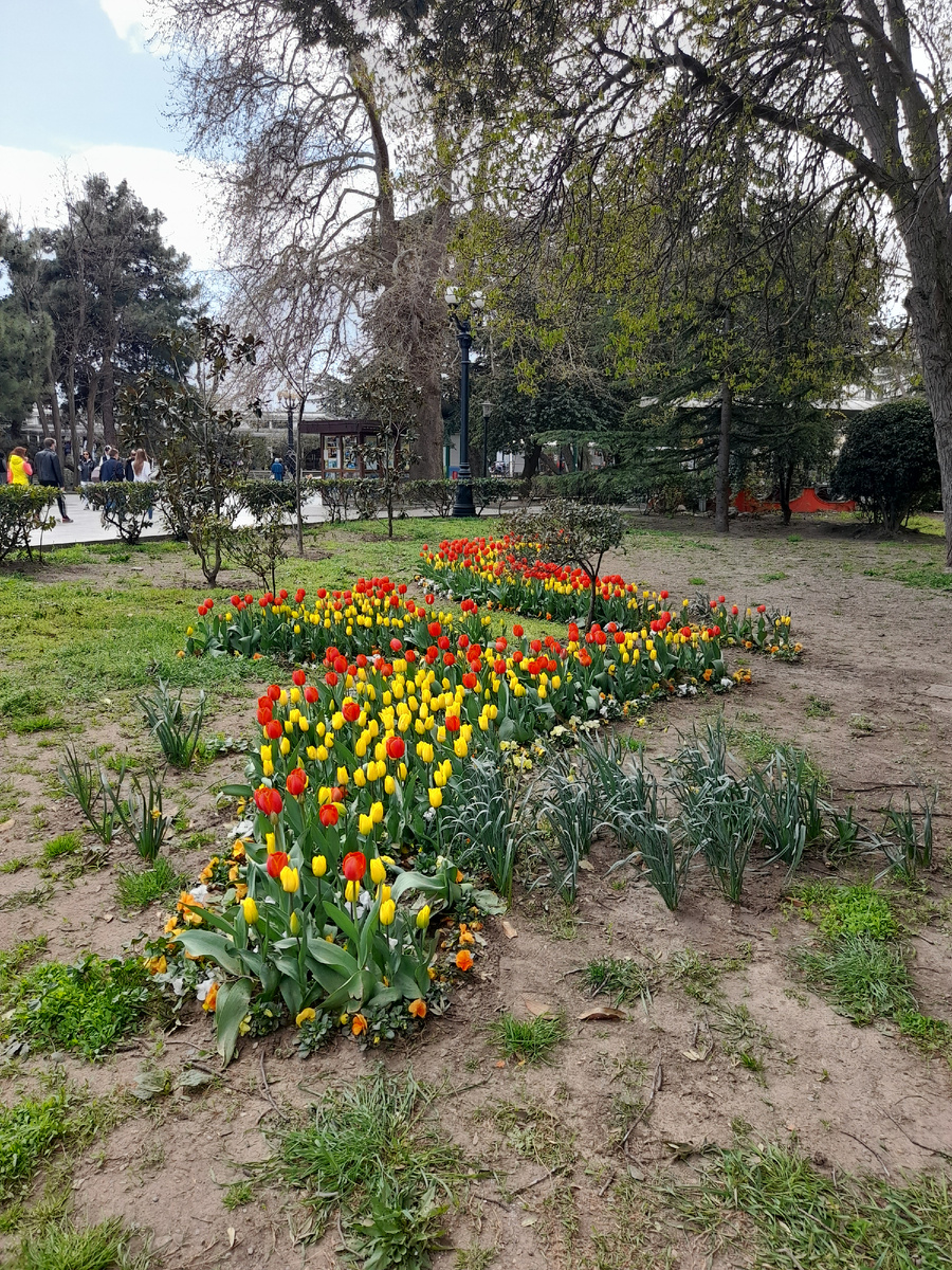 Тюльпаны Ялты