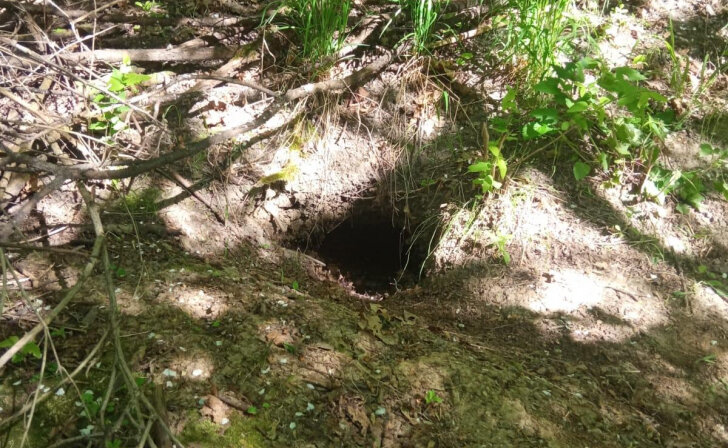    В Курской области начали считать барсуков