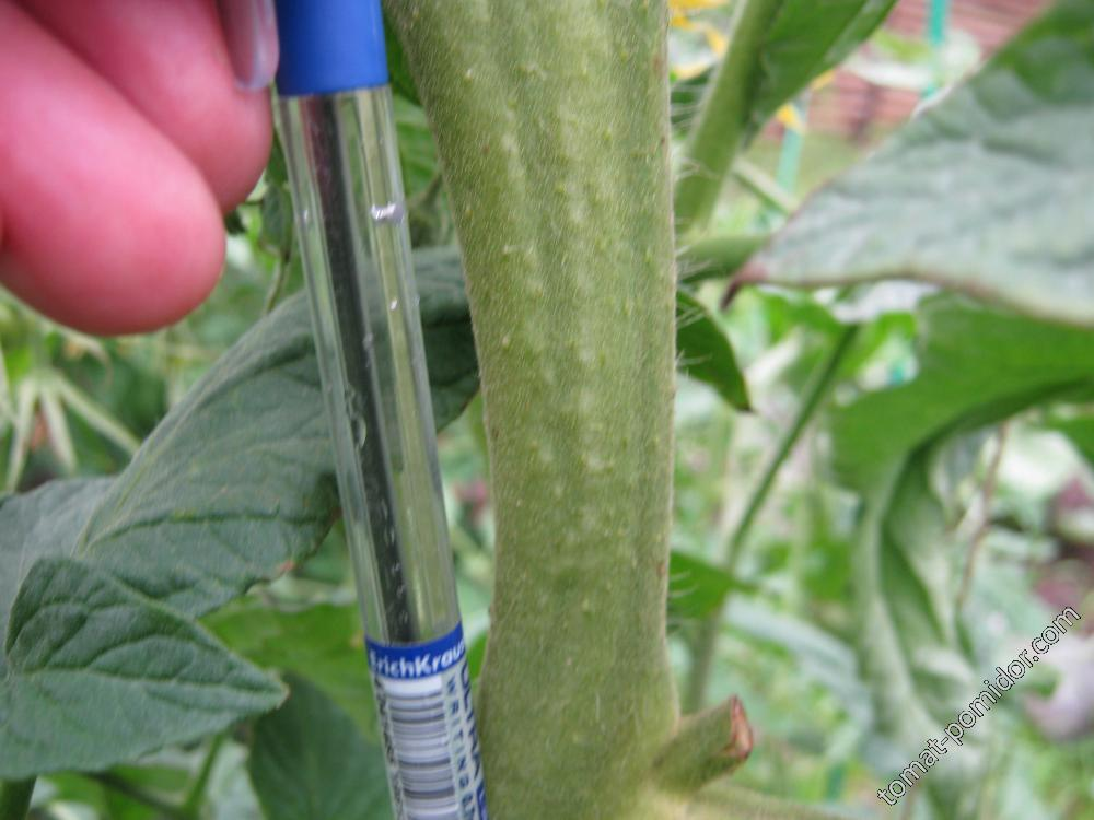 Ствол жирующего томата